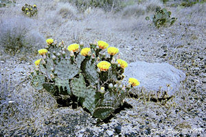 Prickly Pear Cactus