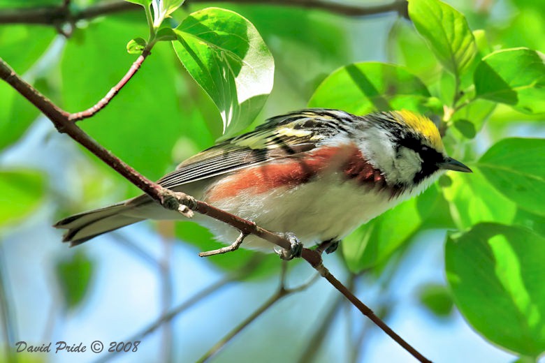 Chestnut-sided Warbler