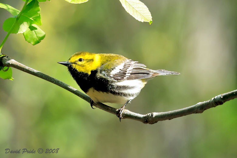 Black-throated Green Warbler