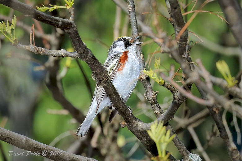 Chestnut-sided Warbler