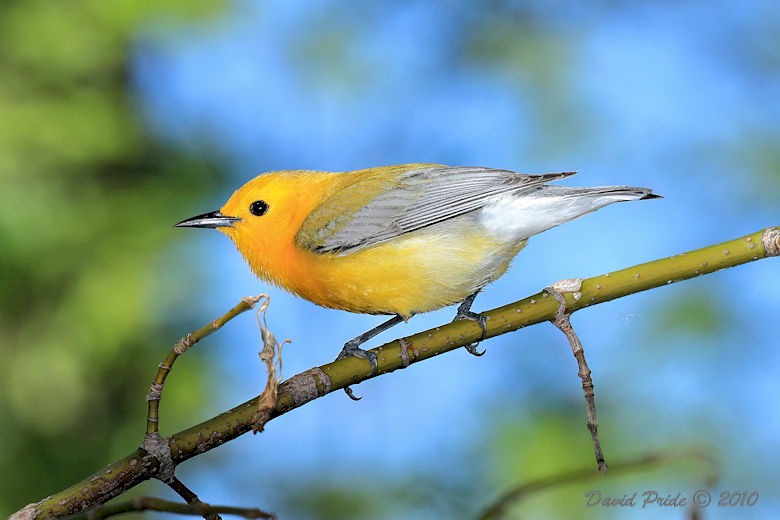 Prothonotary Warbler