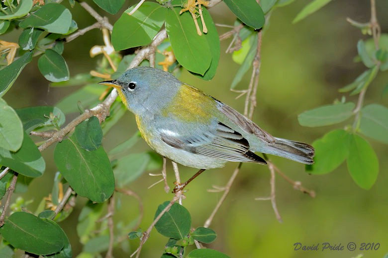 Northern Parula