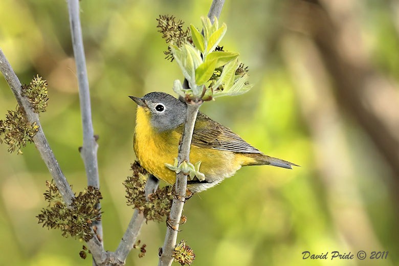 Nashville Warbler