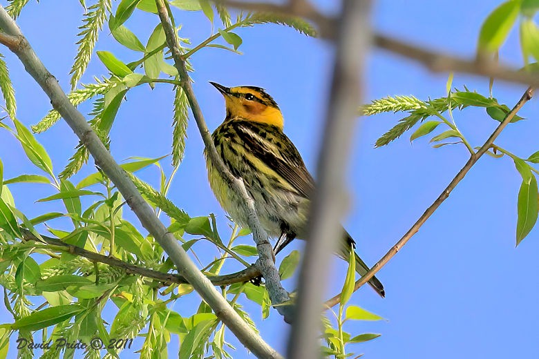 Blackburnian Warbler