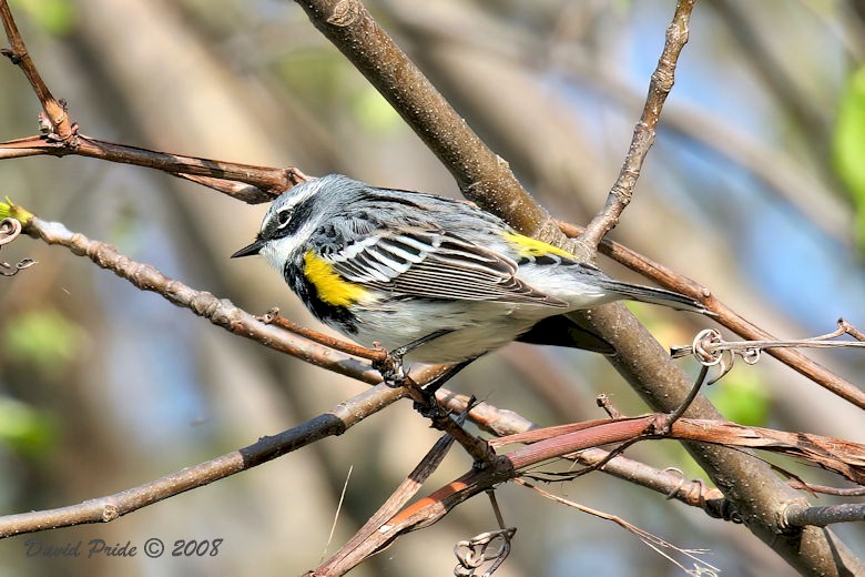 Yellow-rumped Warbler