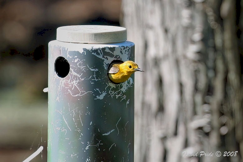 Prothonotary Warbler