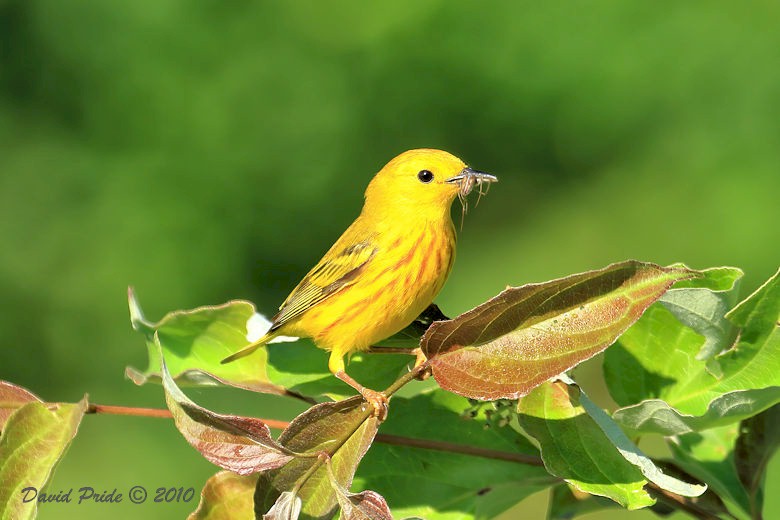 Yellow Warbler