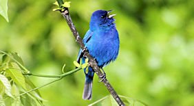 Northern Ohio Birds