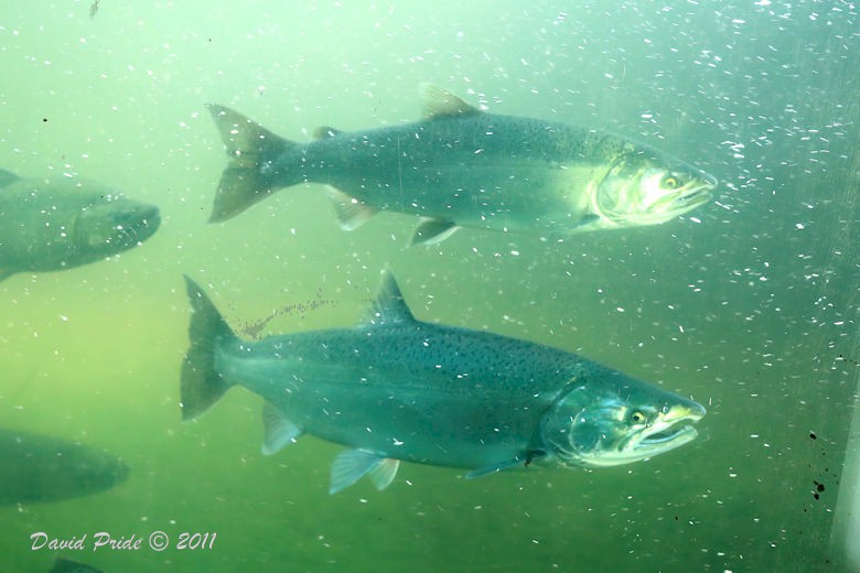 Fish Ladder
